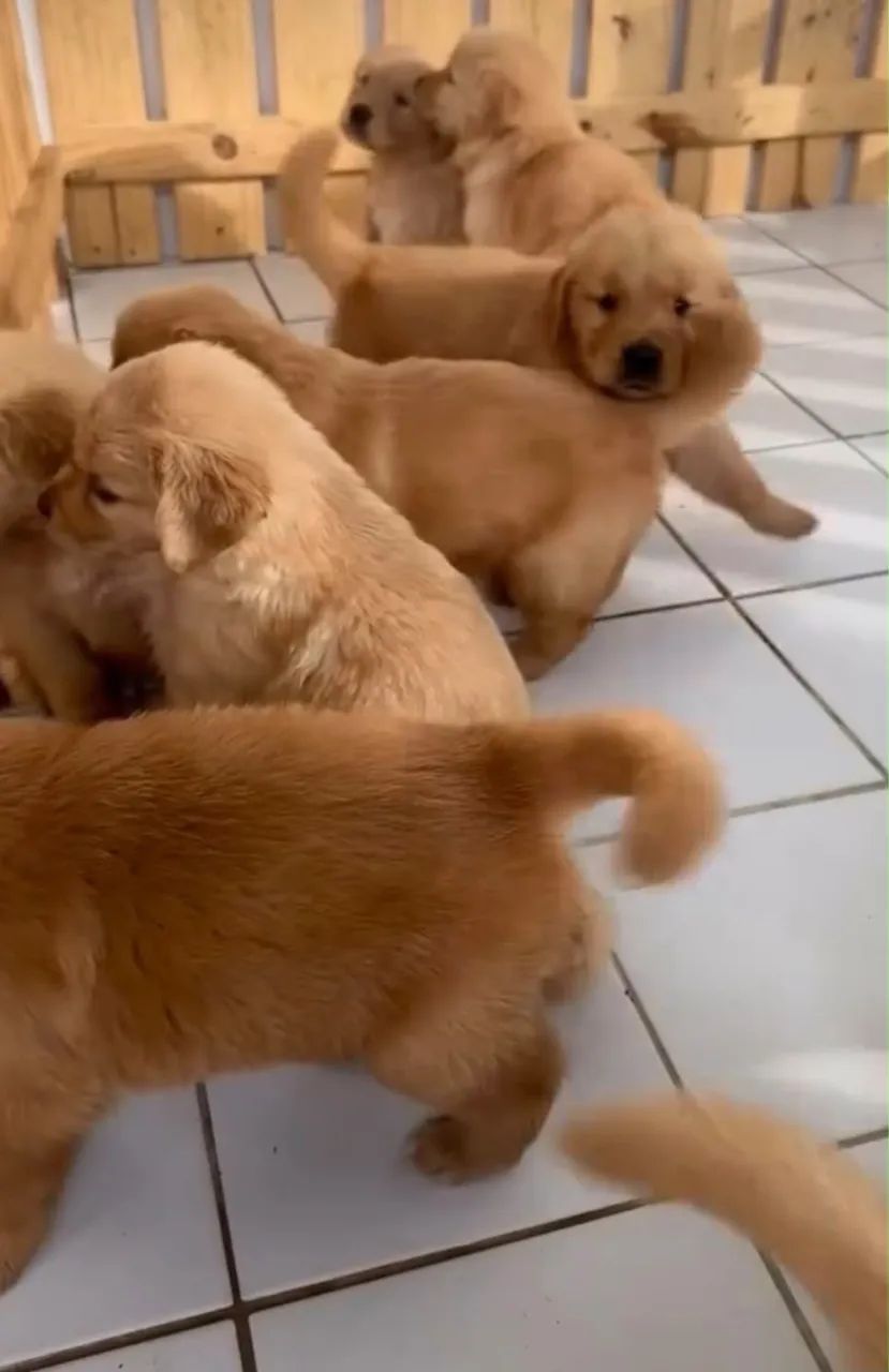 Golden retriever  - Foto 4