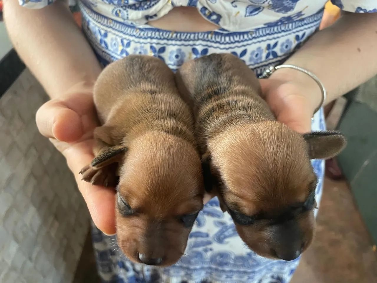 Dachshund  - Foto 4