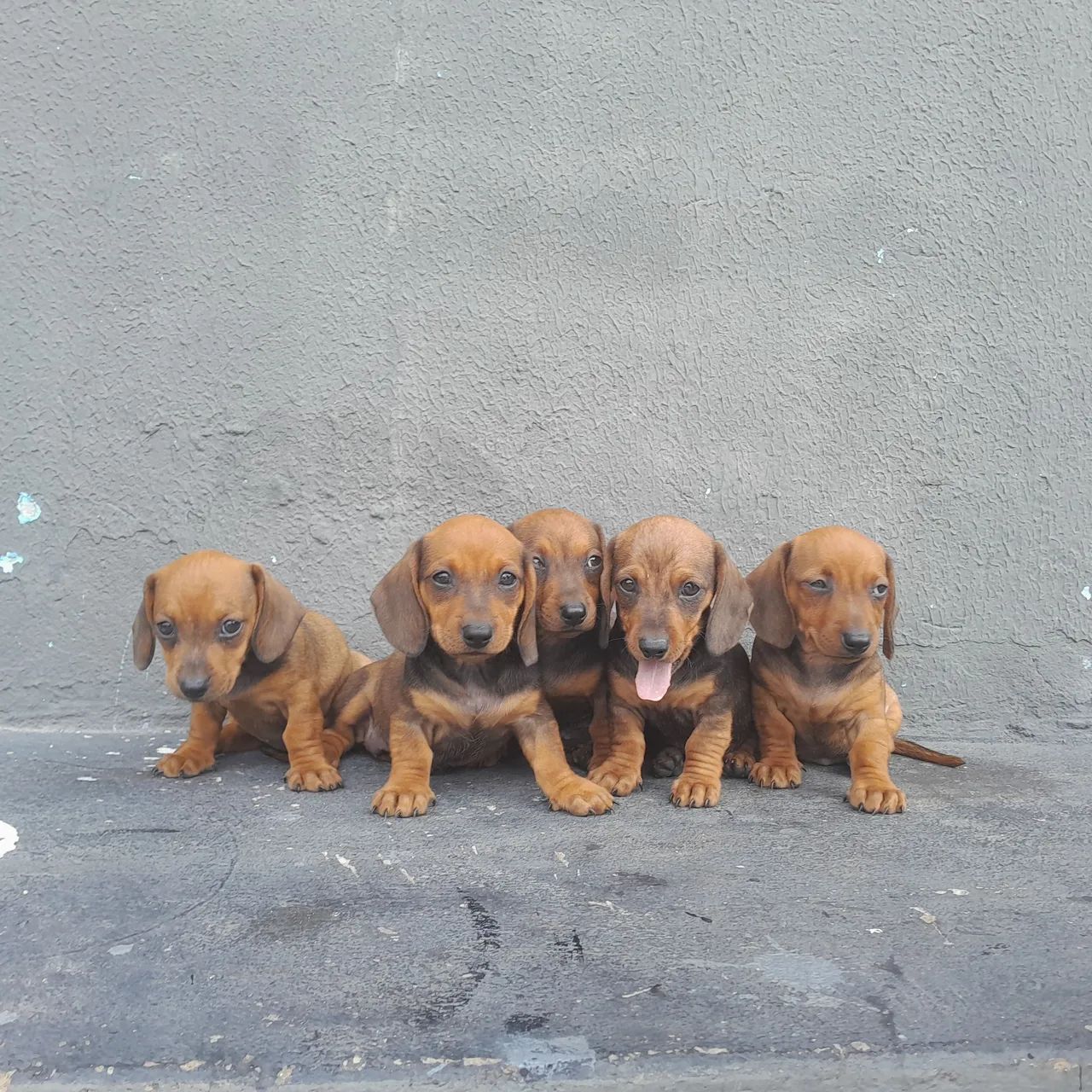 Cachorro  - Foto 3