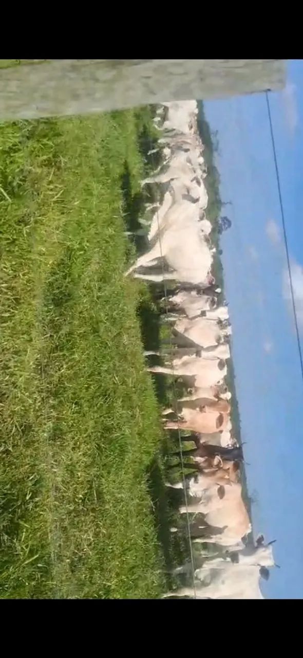 Fazenda a venda regiâo do pará  - Foto 2