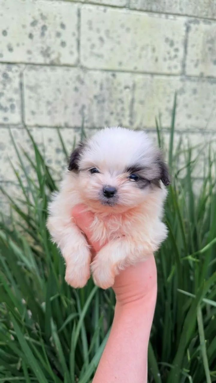 vendo filhotes spitz com shitzu  - Foto 2