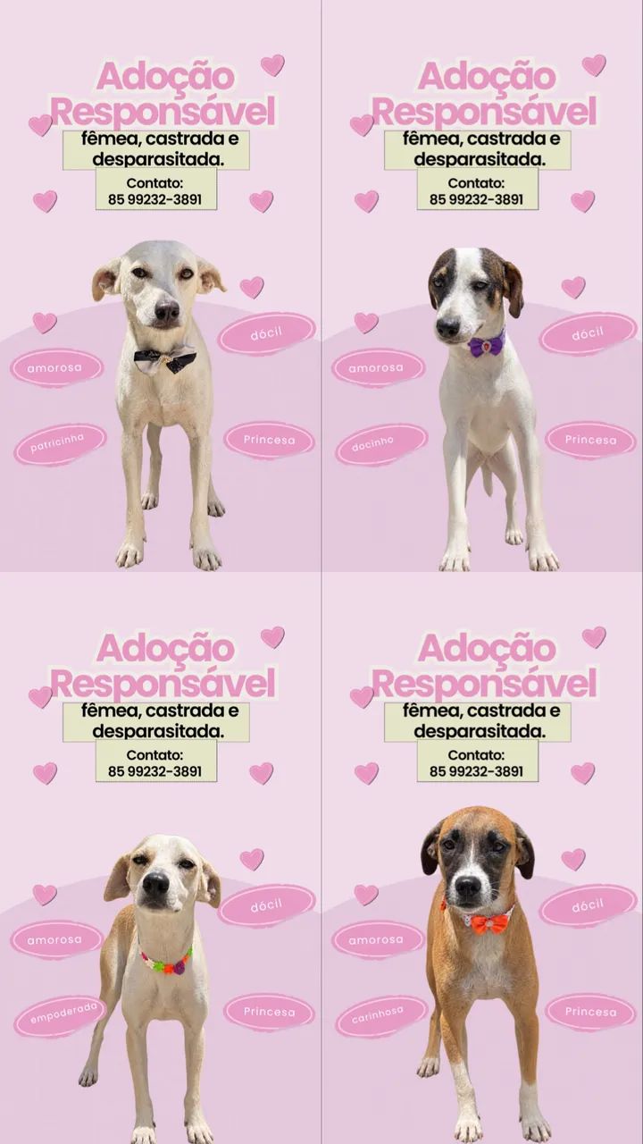 ADOÇÃO RESPONSÁVEL 