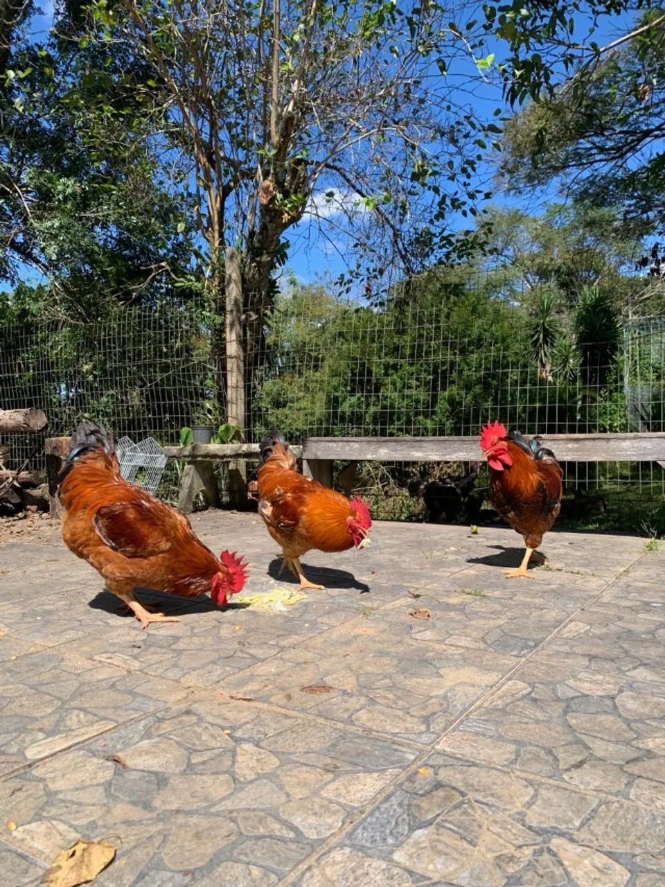 Galo Caipirão grandes e lindos R$ 90,00