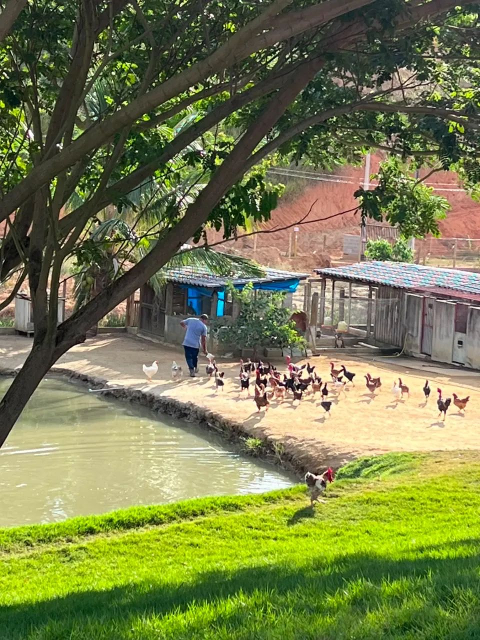 Chácara a venda, a 5 km do centro de Colatina  - Foto 2
