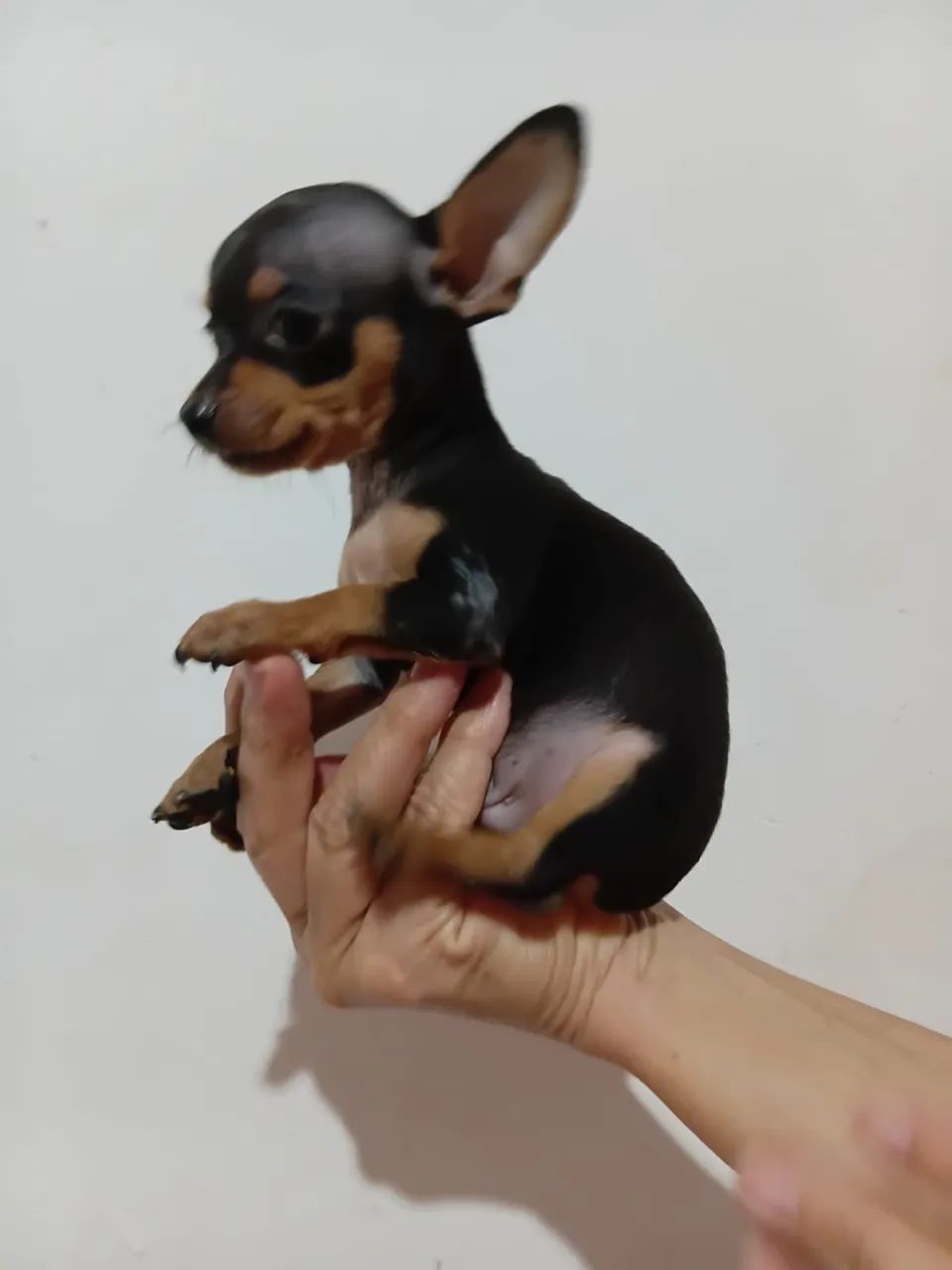Pet