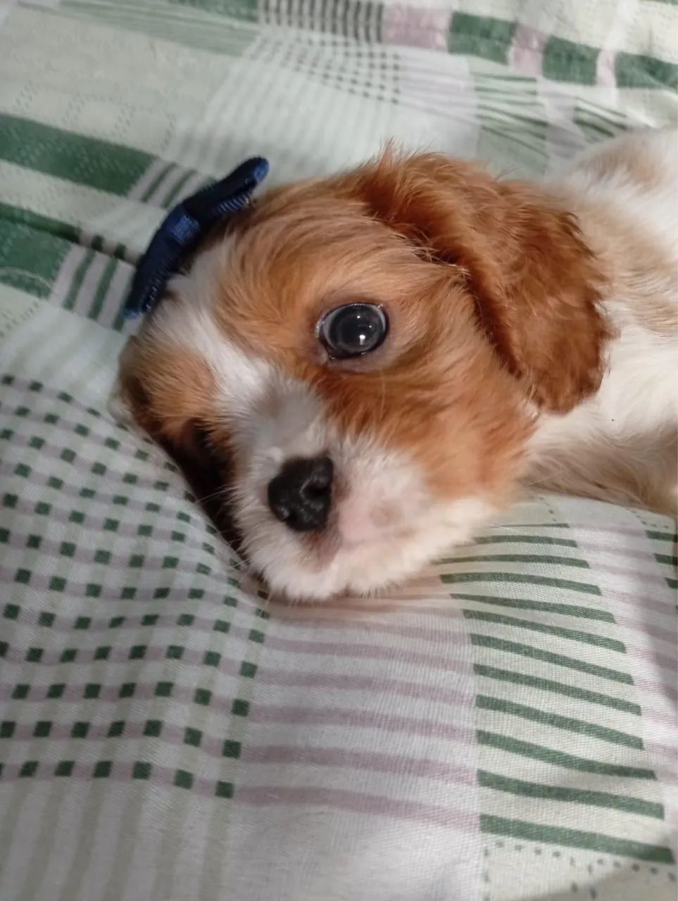 Cavalier com 55 dias disponível vacinado 