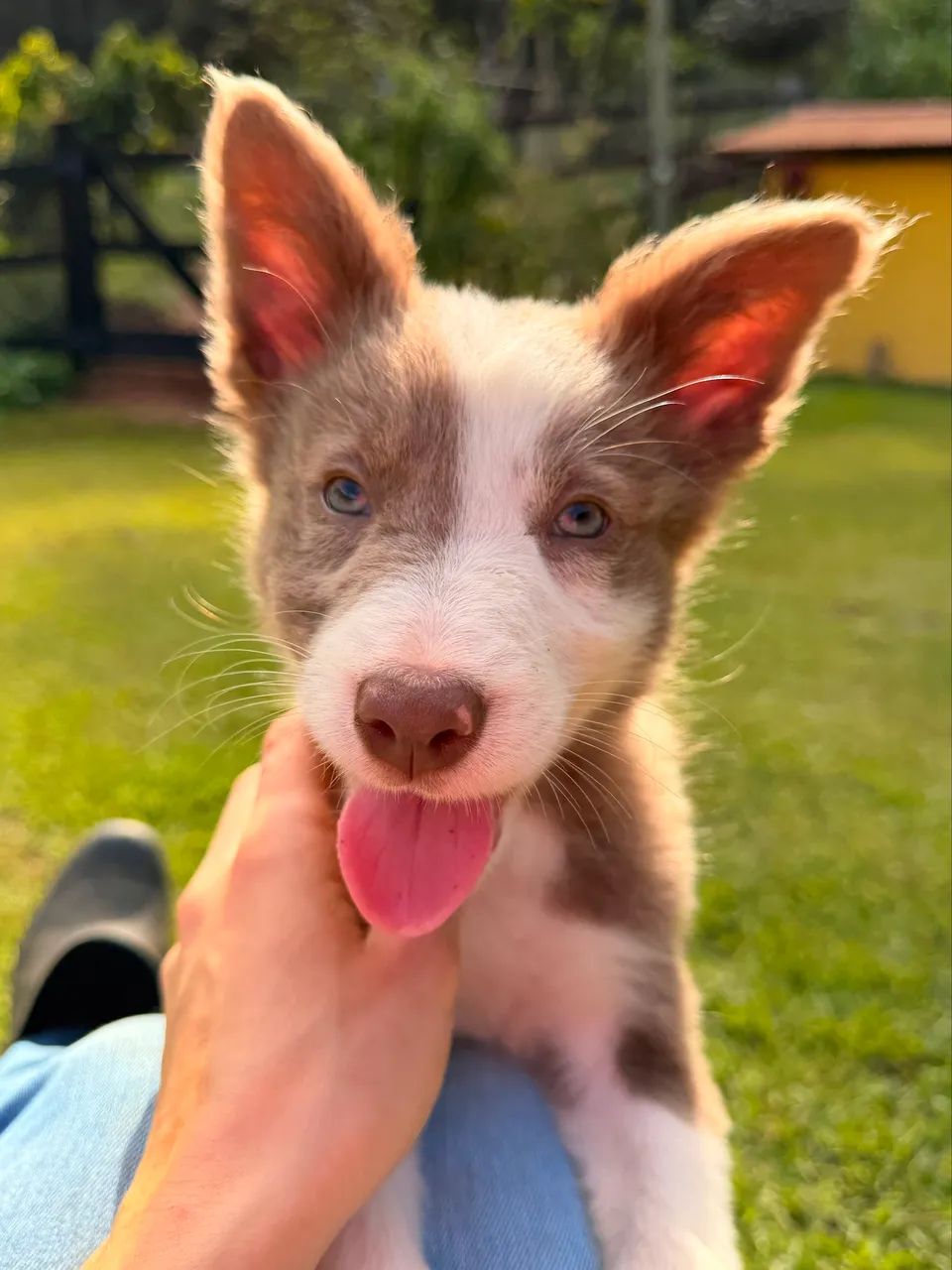 Filhotes de Border Collie 