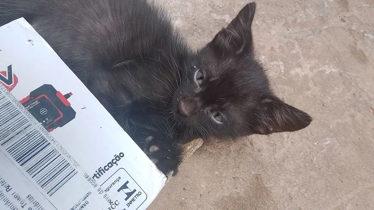 Gatinhos filhotes para doação  - Foto 4