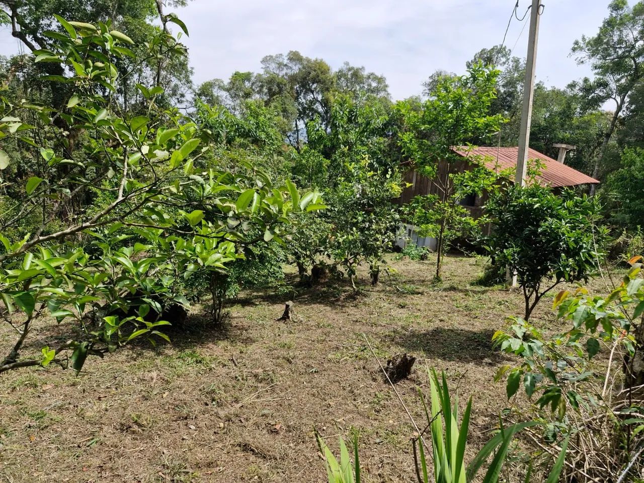 Foto - Campo Largo - Centro