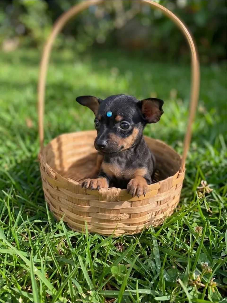 Filhotes de Pinscher mini 