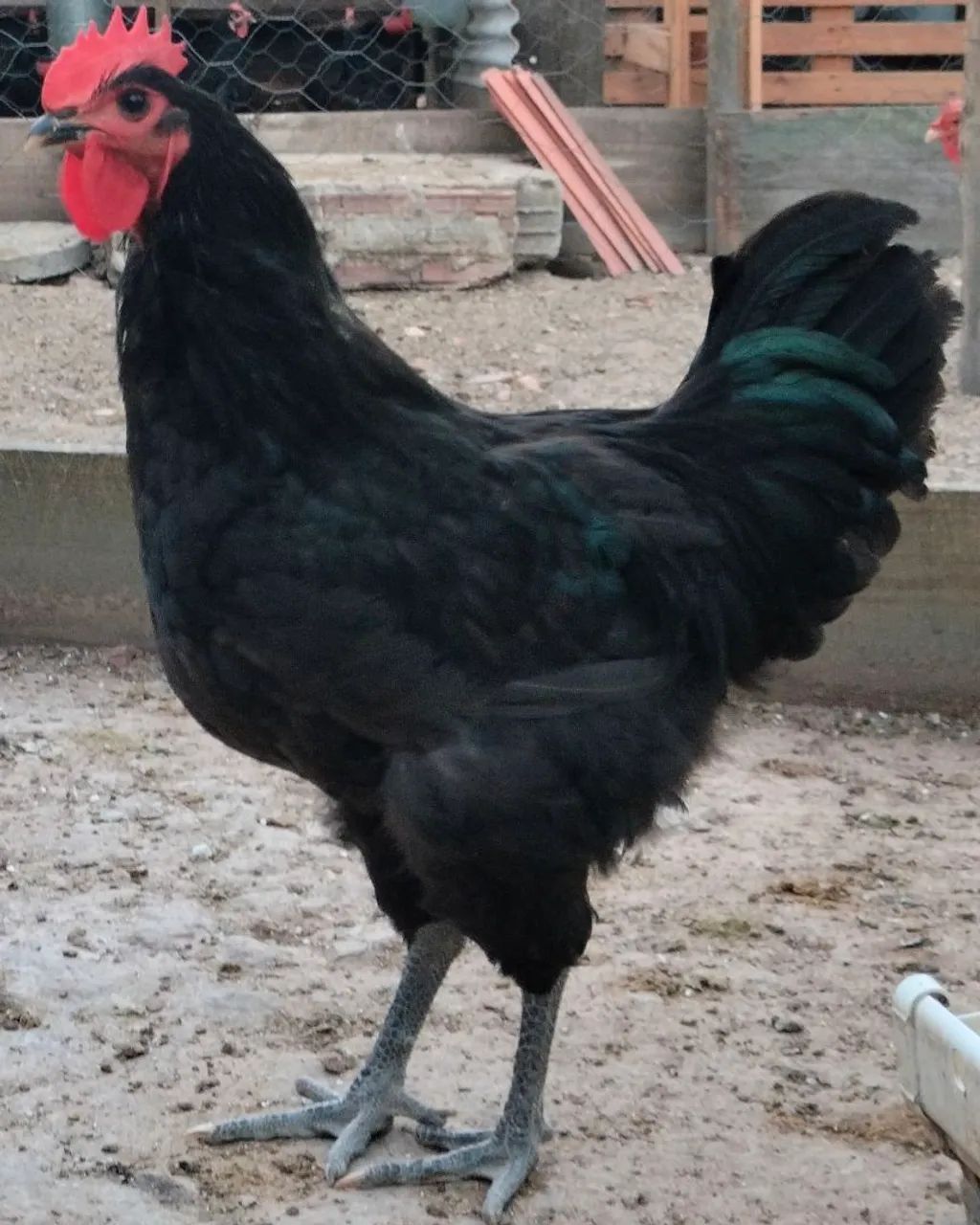 Galo - Foto 4