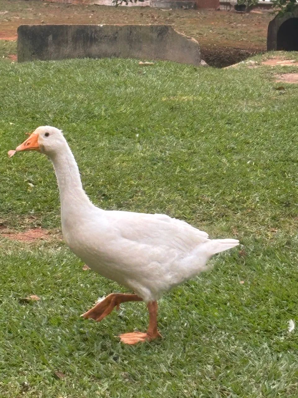 Ganso