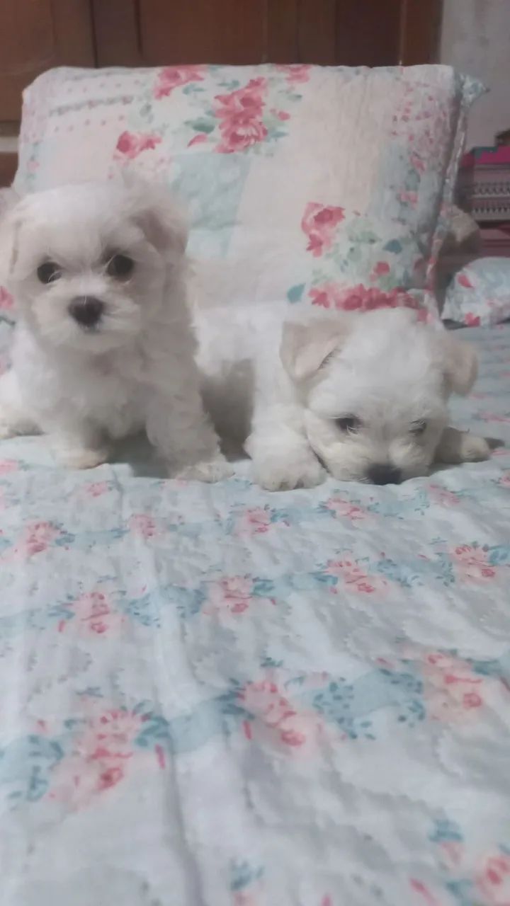 Vendo filhotes de cachorro da raça maltês puro quando adultos pesa so 3 kg eles são muito  - Foto 6