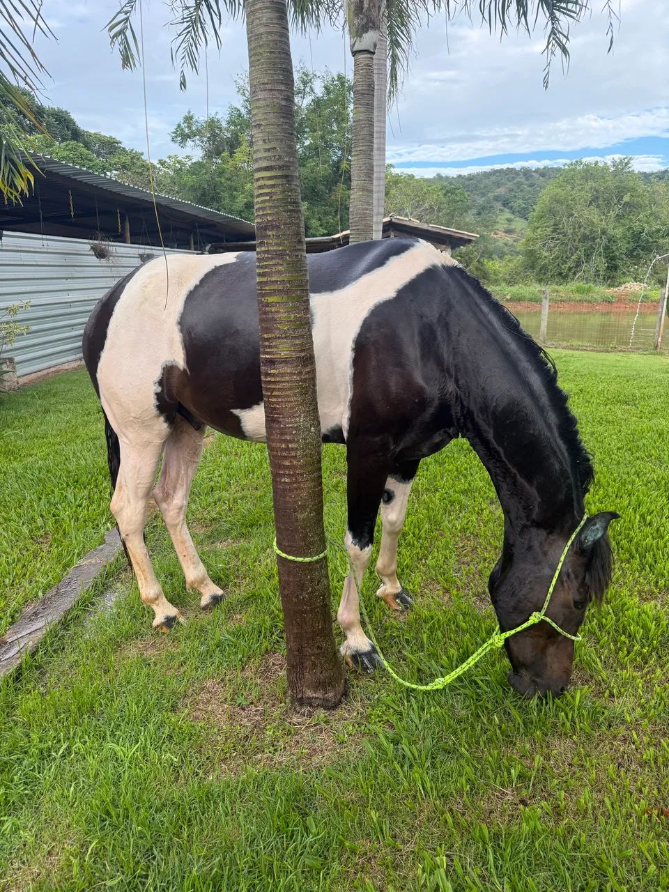 Cavalo pampa de preto  - Foto 3