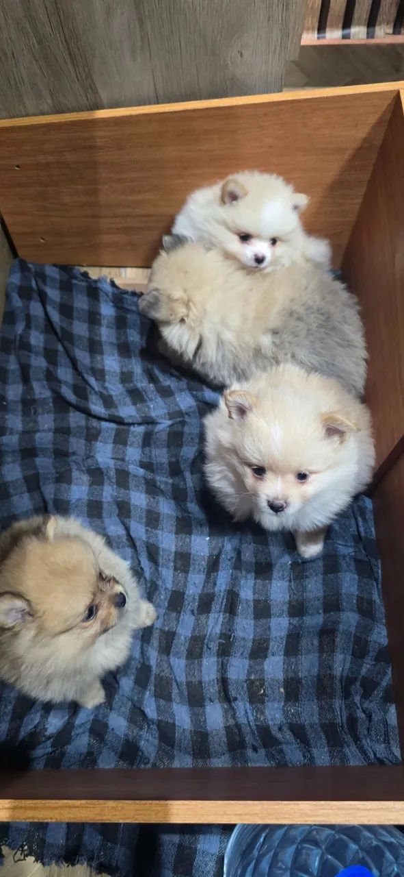 Filhotes Spitz Alemão - Foto 4