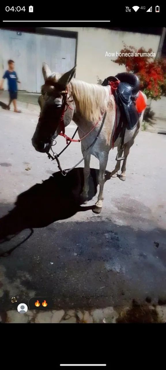 Égua pura de marcha picada  - Foto 2