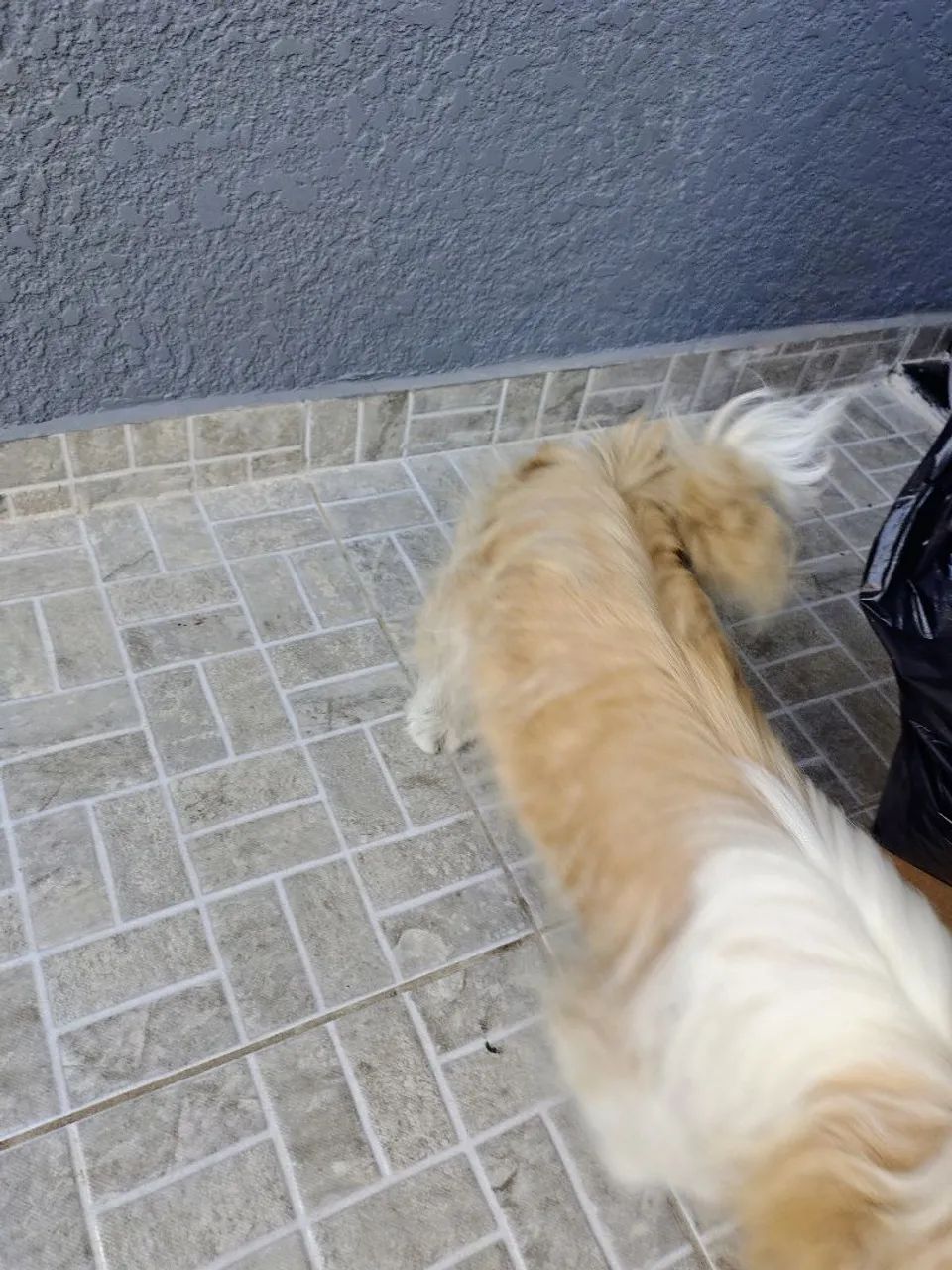 Vendo shih tzu vermificado