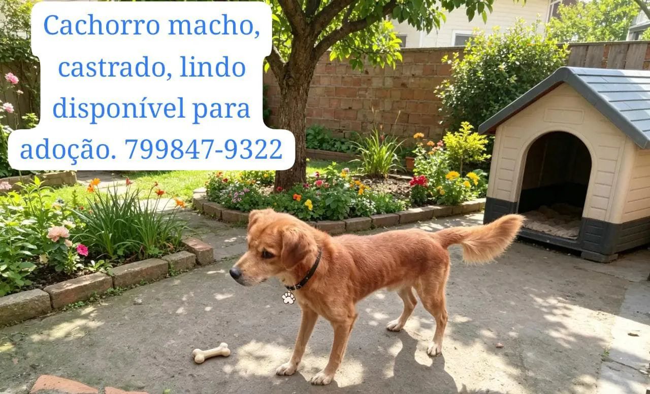 Animais para adoção! - Foto 2