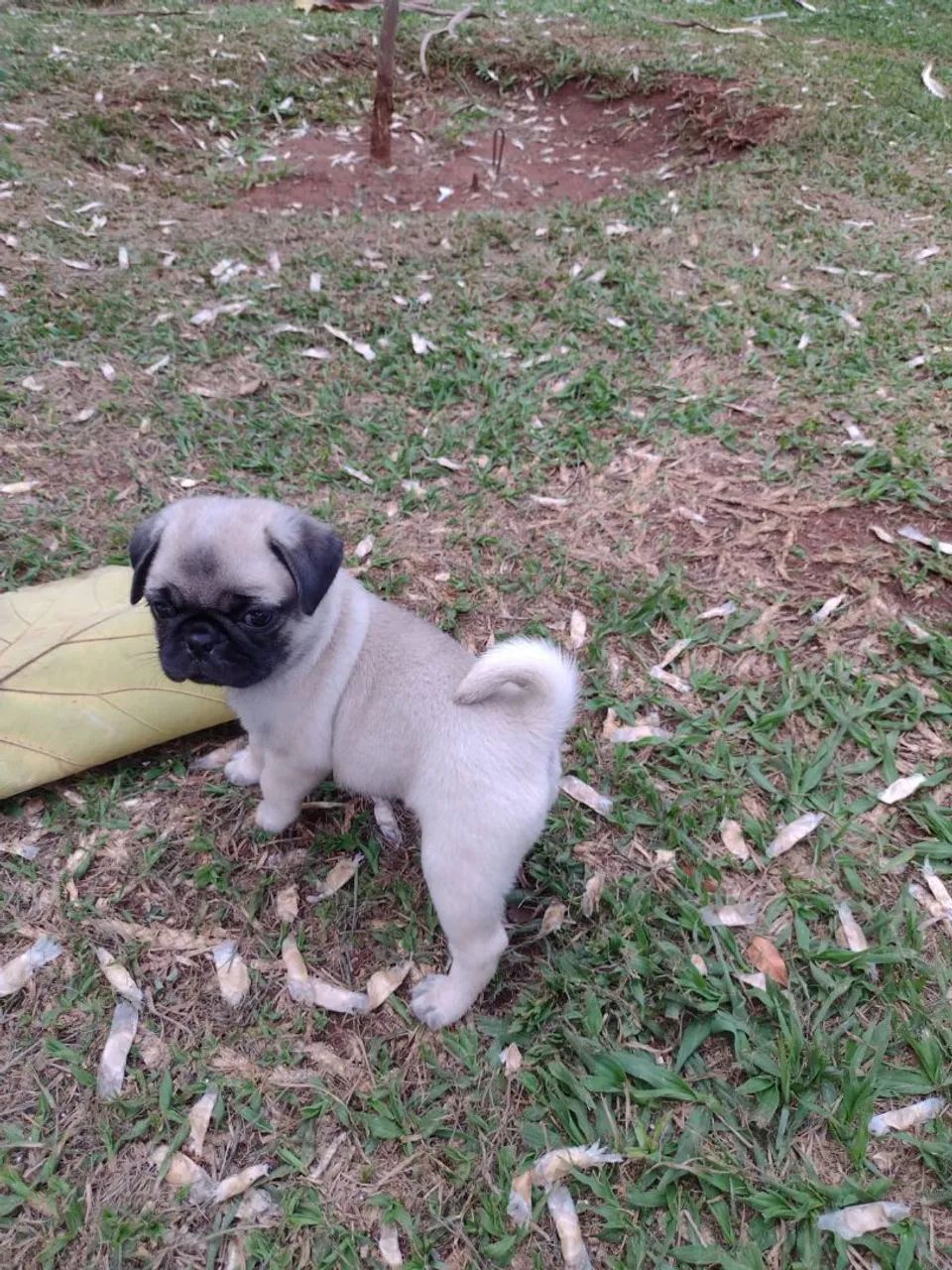 Vendo Pug  - Foto 2