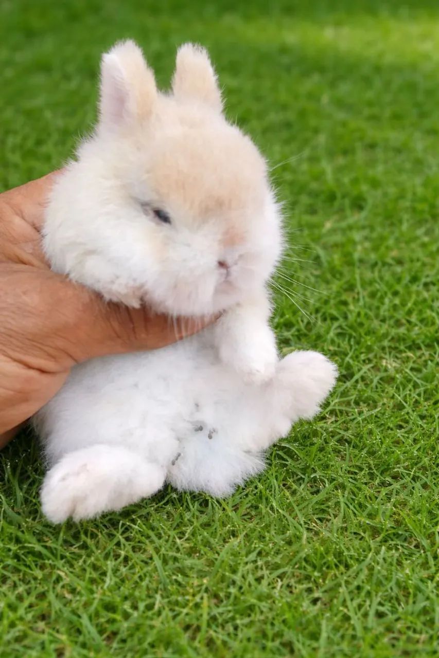 coelho anão netherland dwarf importado