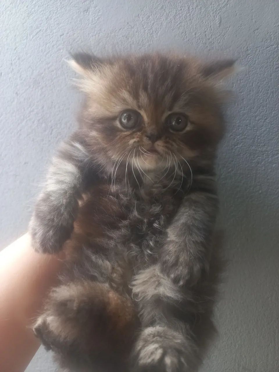 Vendo filhote de gato persa 65048974098306120