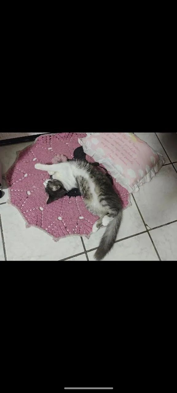 Doação de Gatinha  - Foto 4