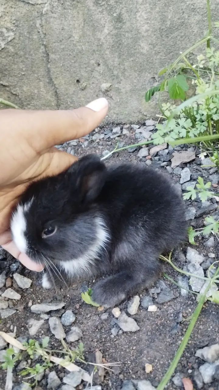 Mini Lion panda  - Foto 3