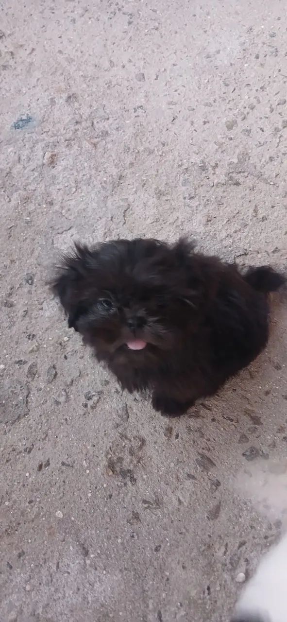 Shih tzu fêmea última da ninhada  - Foto 2