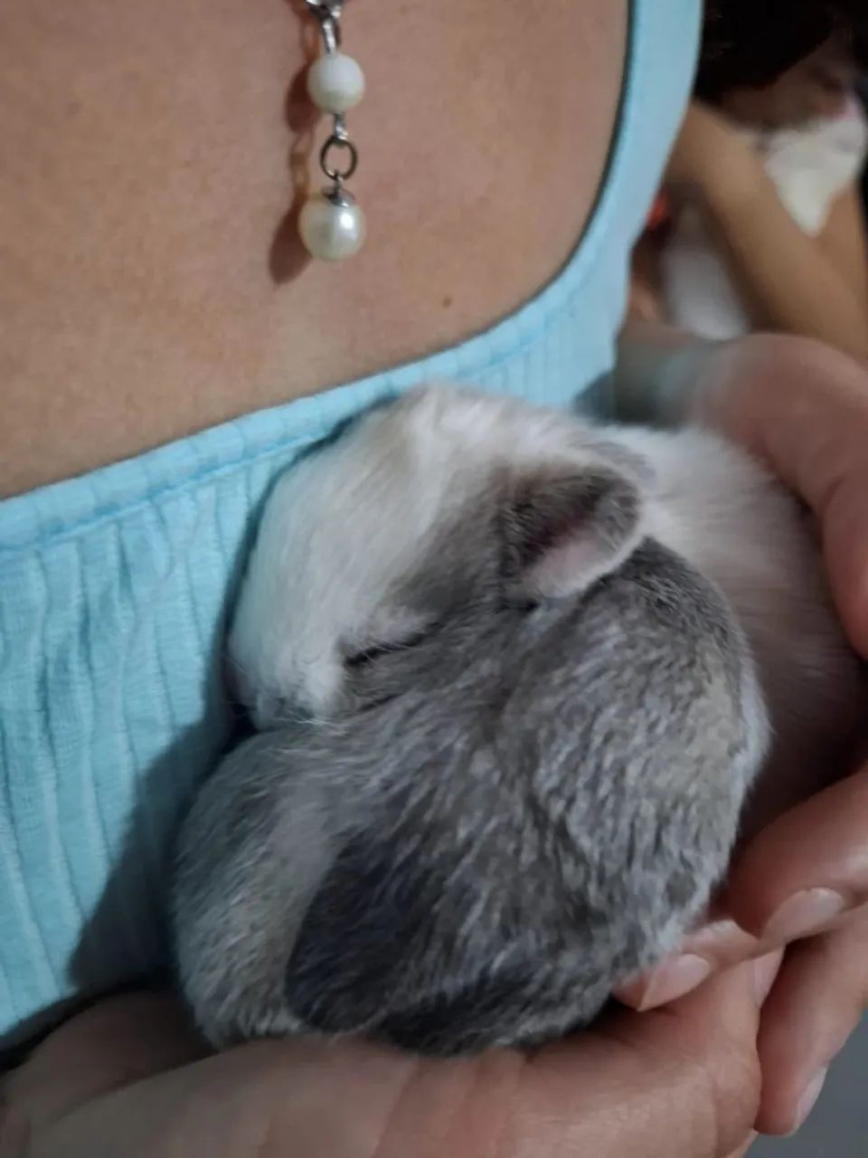 Coelhinhos bebês  - Foto 2
