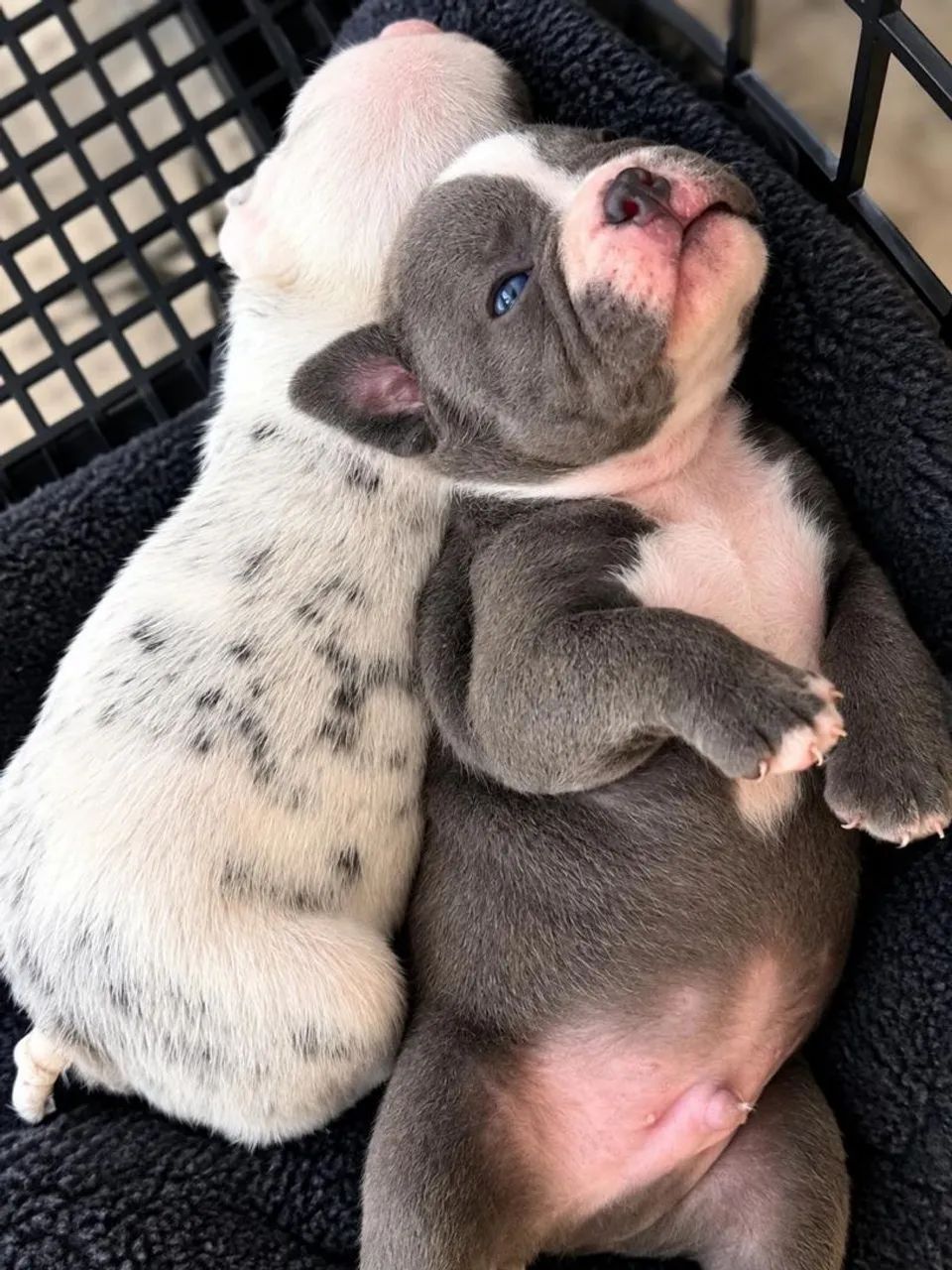 Filhotes American Bully Exótic disponíveis  - Foto 2