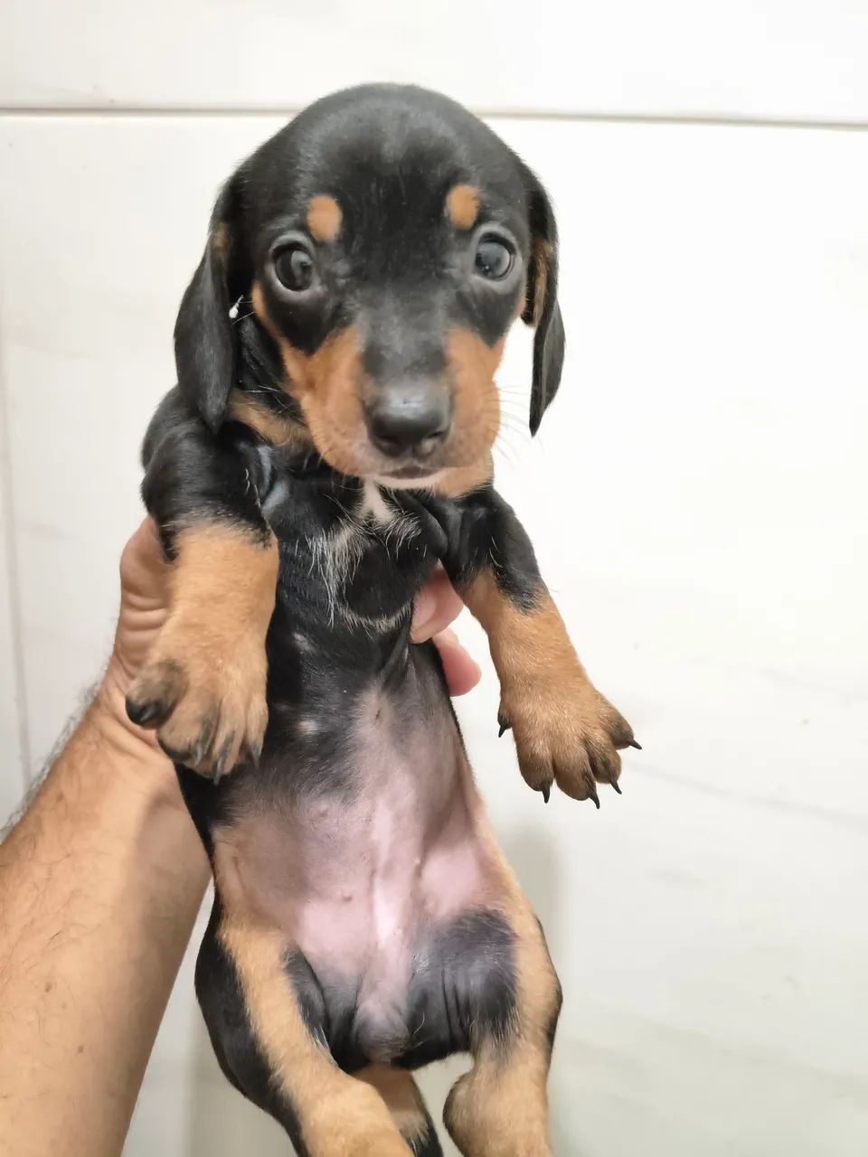 DASCHUND FÊMEA E MACHO  - Foto 3