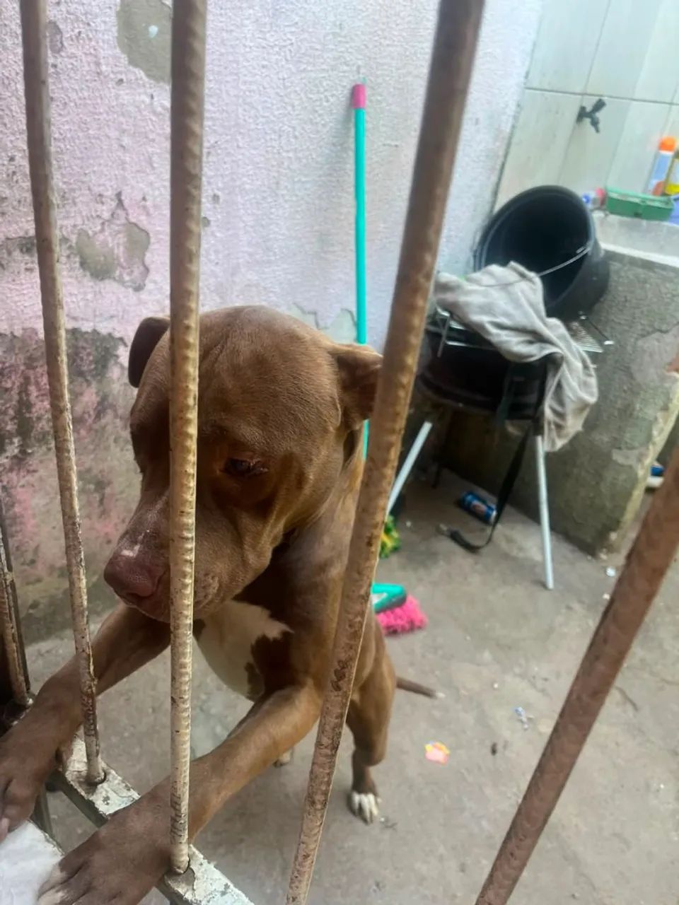 Doa-se cachorro  - Foto 2