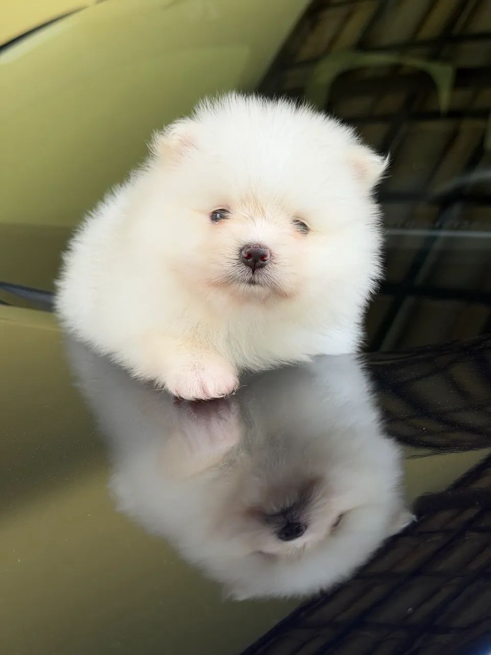 Spitz alemão  - Foto 3