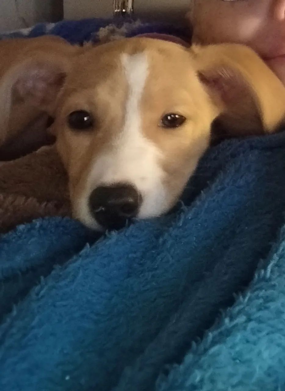Doa-se uma cachorrinha  - Foto 3
