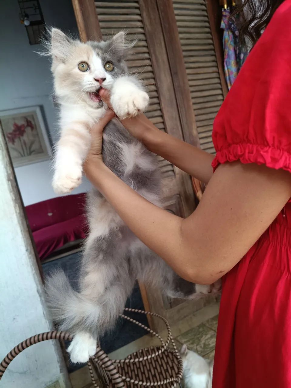 Uma gatinha persa - Foto 3