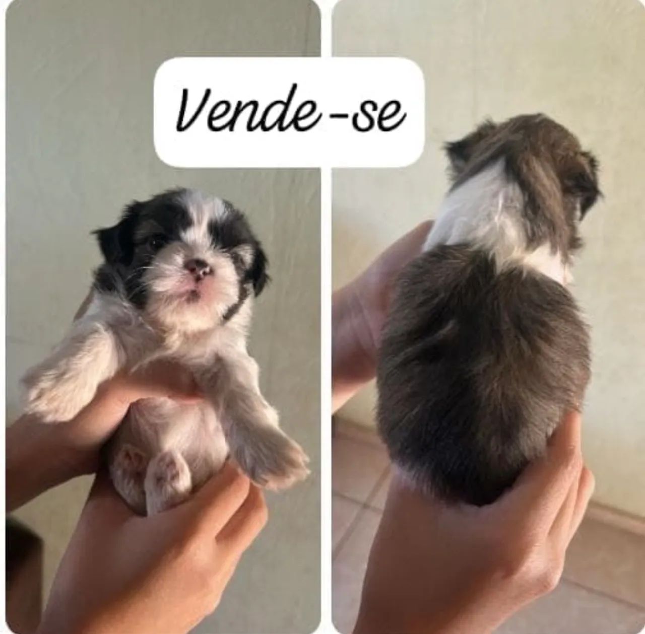 Cachorro Shitzu com Lhasa Apso