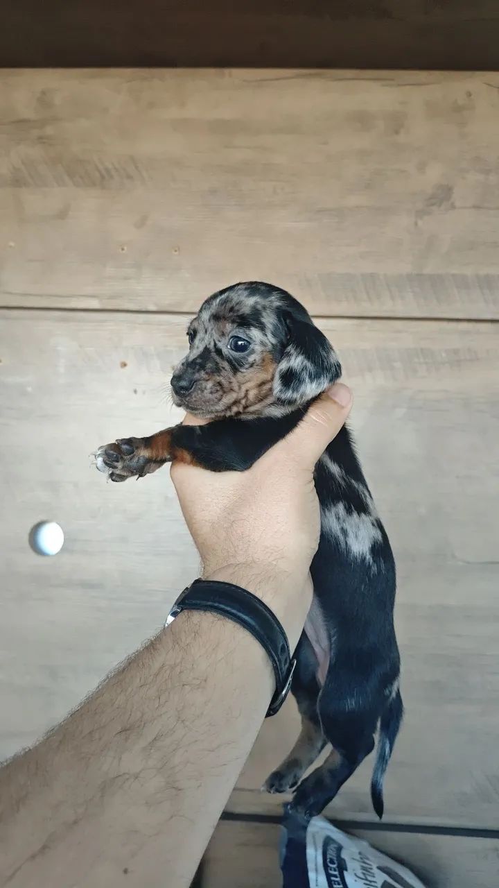 Dachshund - Foto 2
