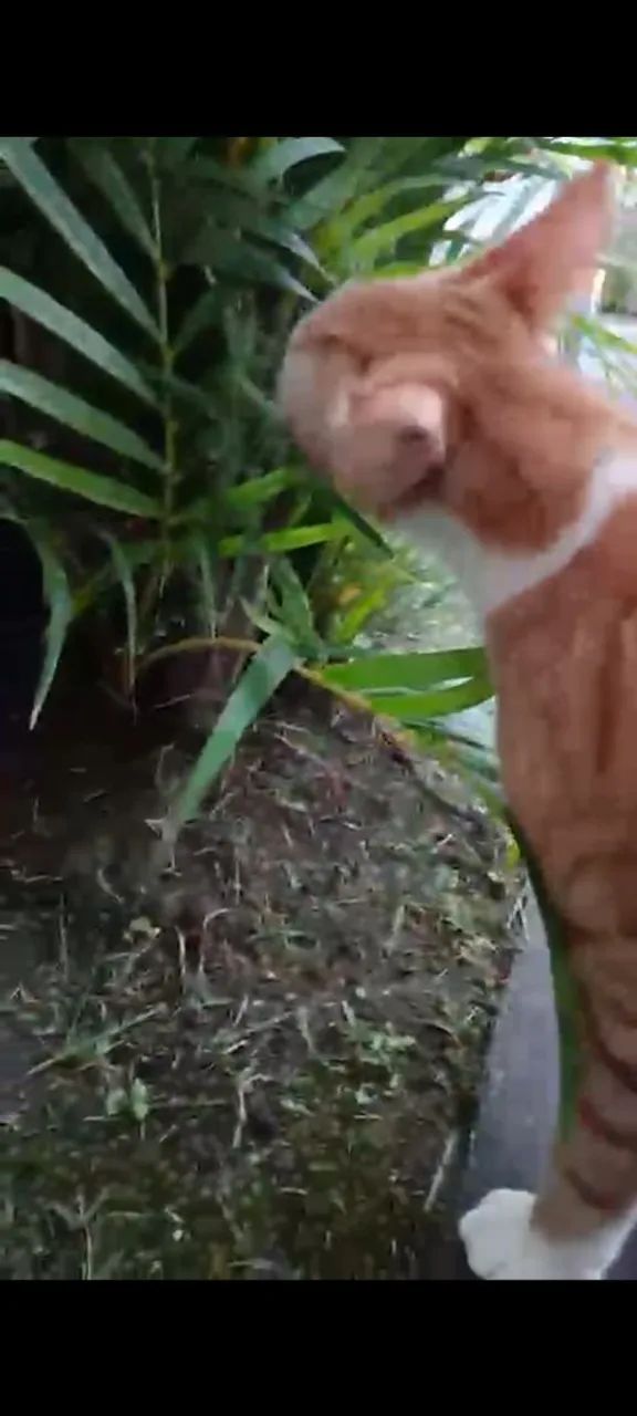 Gato para adoção - Foto 2