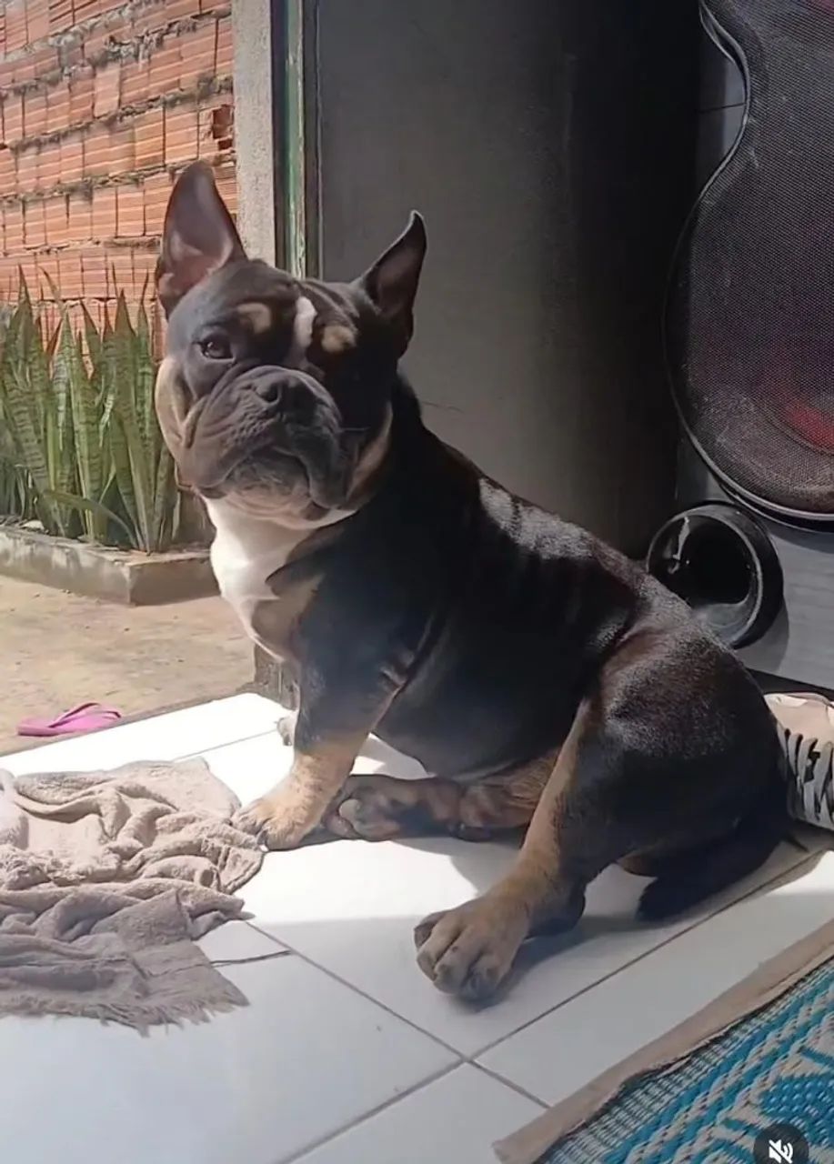 América bully - Foto 2