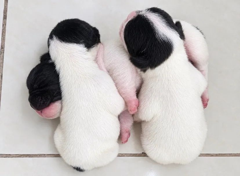Filhotes Buldogue Francês  - Foto 5