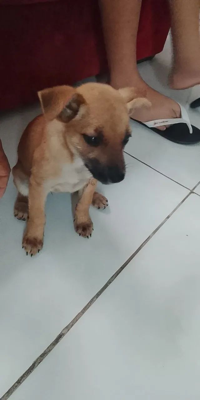 Vendo  - Foto 2