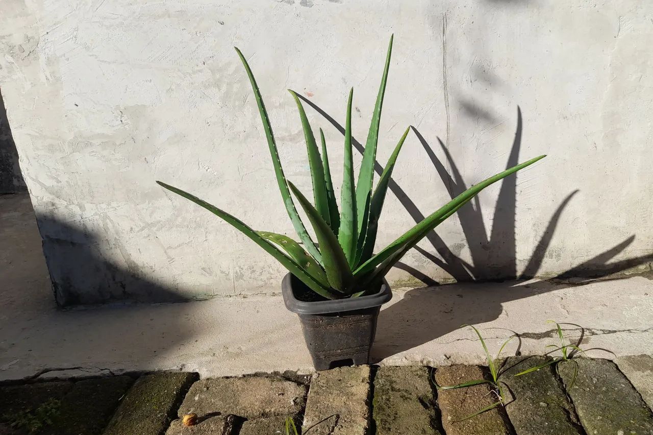 Mudas de Aloe Vera. Saudáveis e Bem-Cuidadas - Foto 2