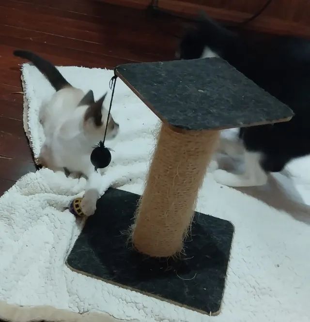 Gatinho Filhote Macho - 4 meses - Foto 3