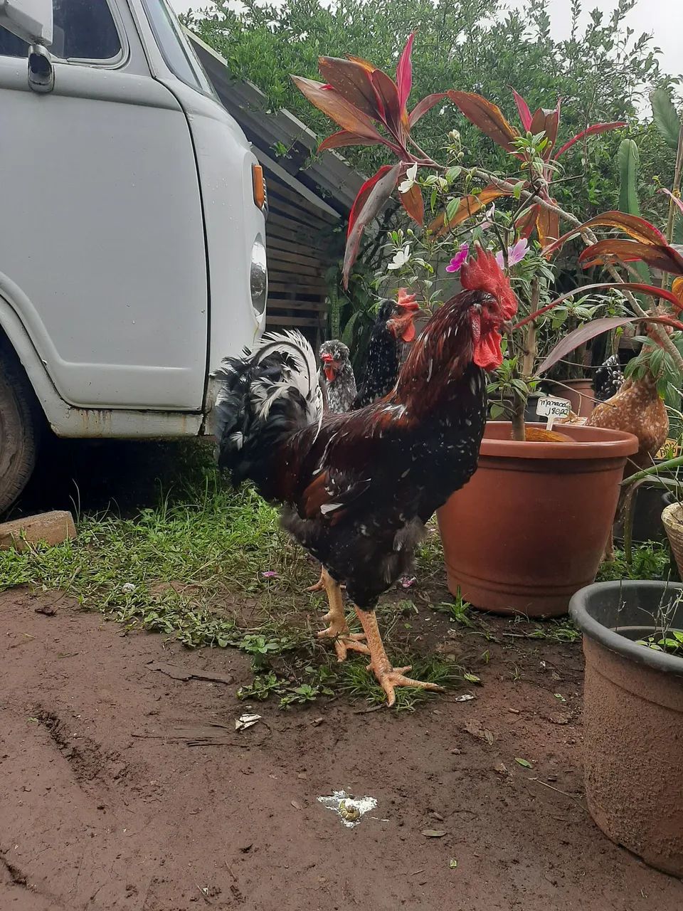 Ovos/Pintinhos de Galinha GSB | GENÉTICA PURA | - Foto 6