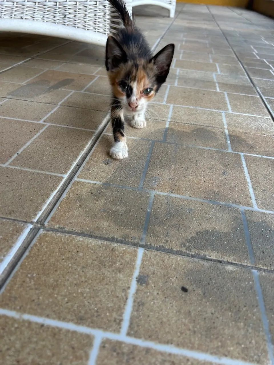 Gato - Foto 3