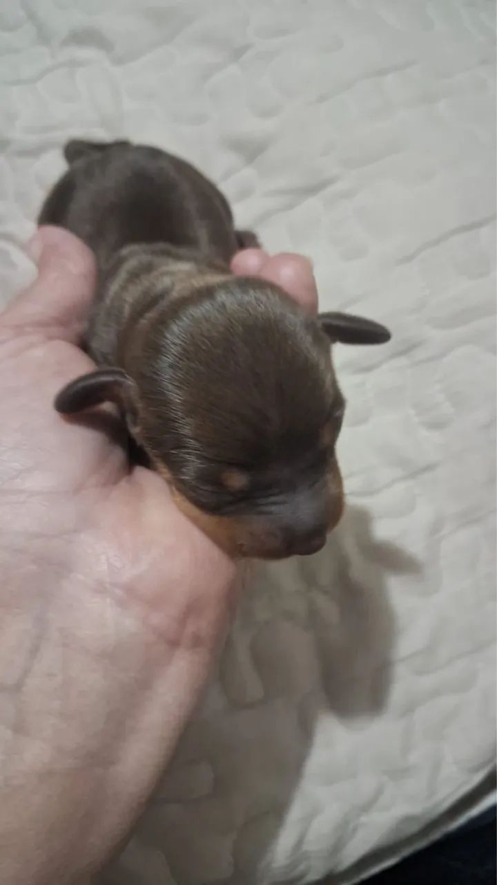 Dachshund  - Foto 3