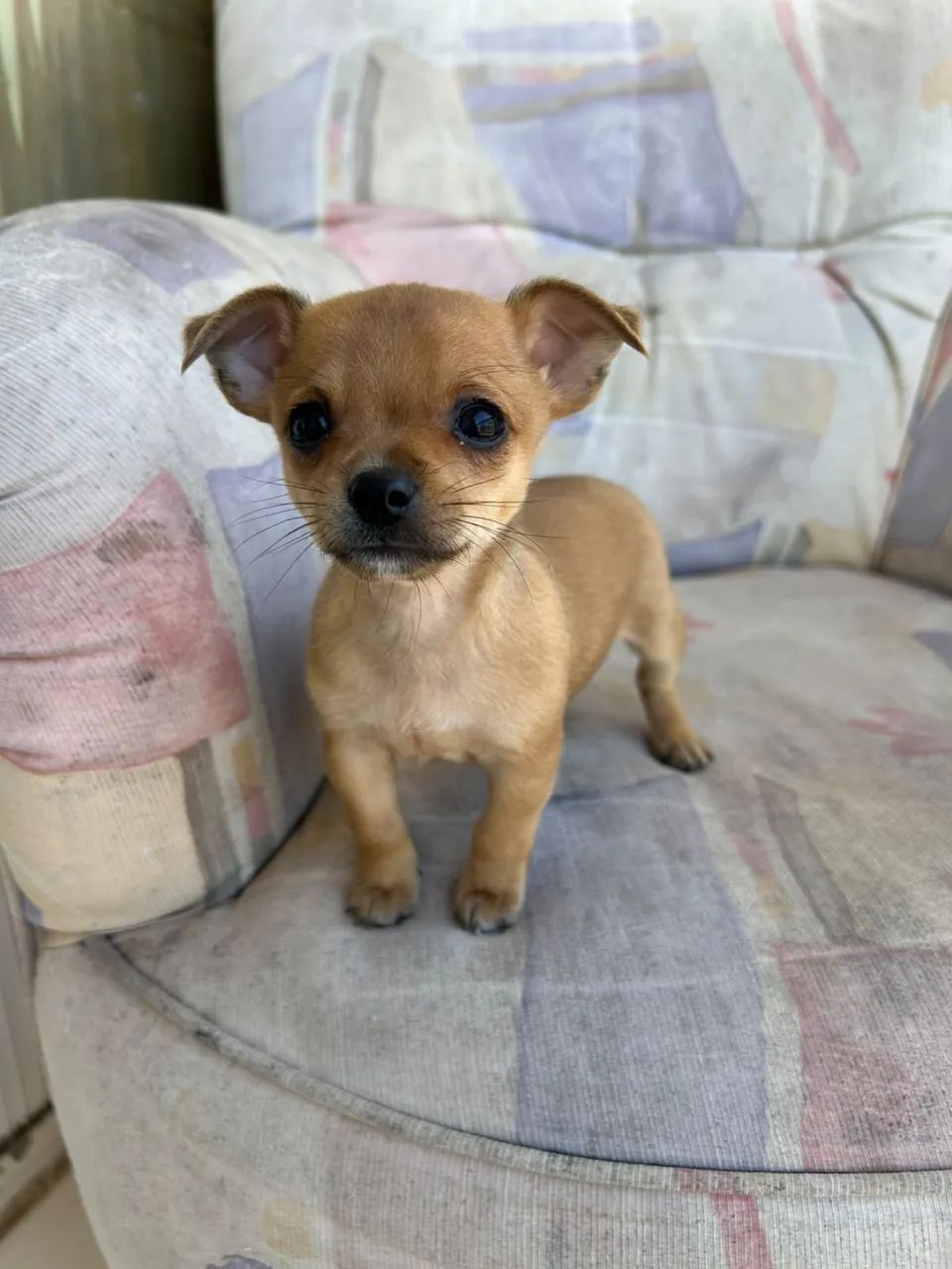 Pinscher zero macho  - Foto 4