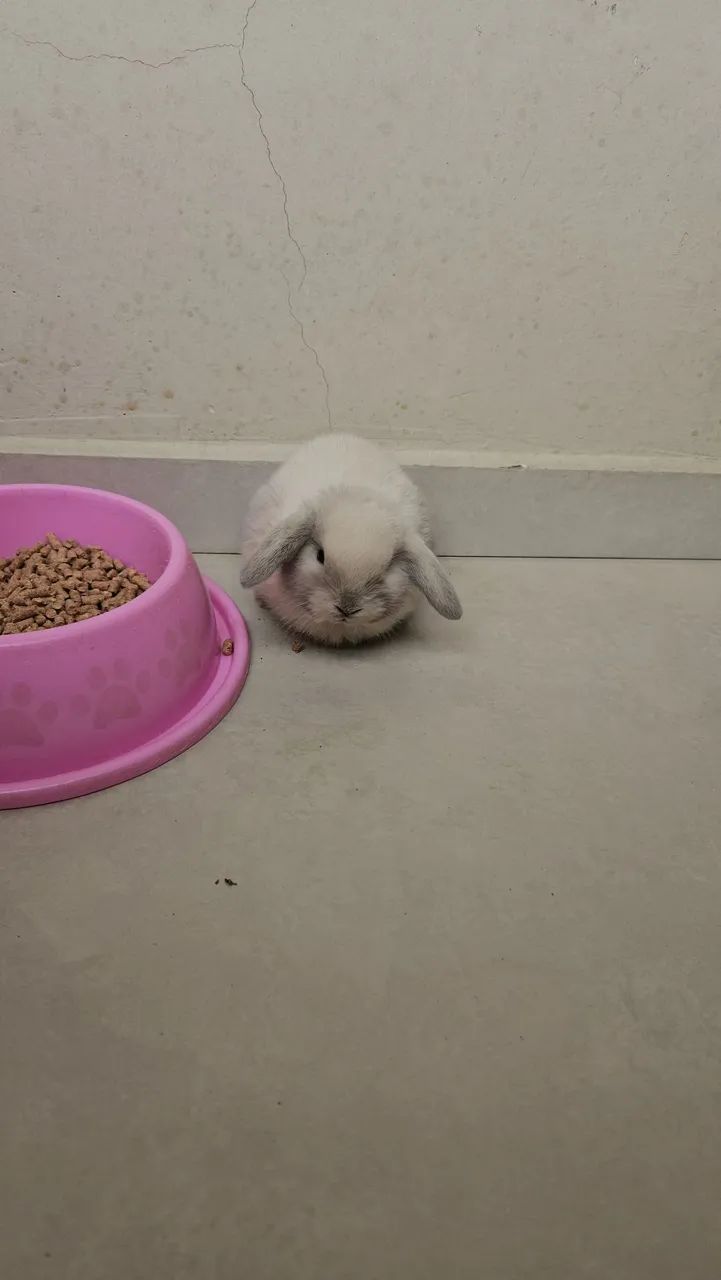 Coelho pet 