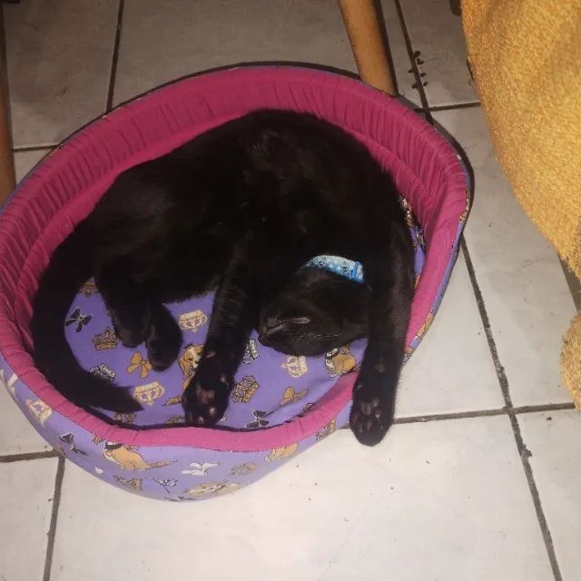 Gato