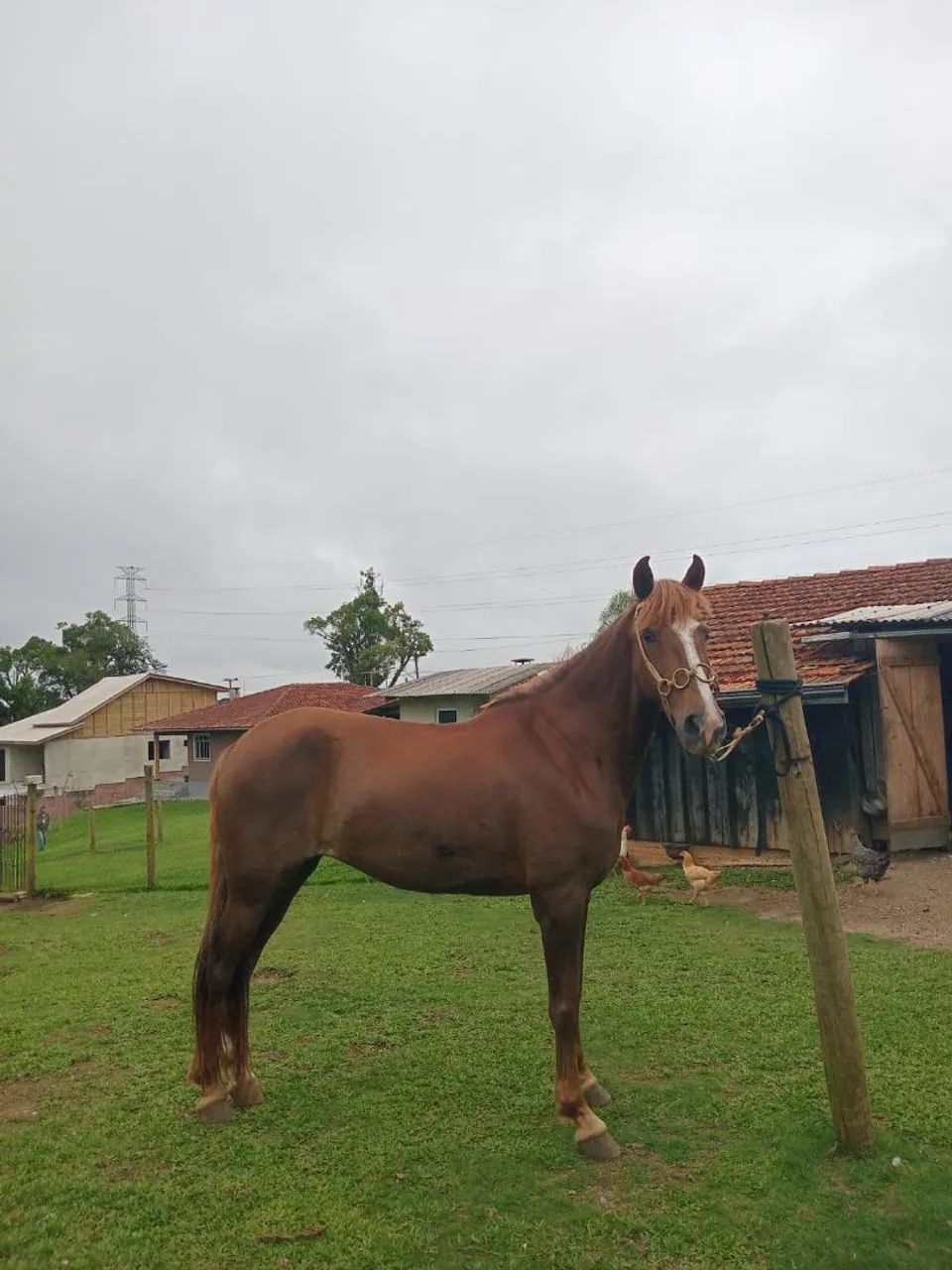 Égua marchadeira - Foto 2